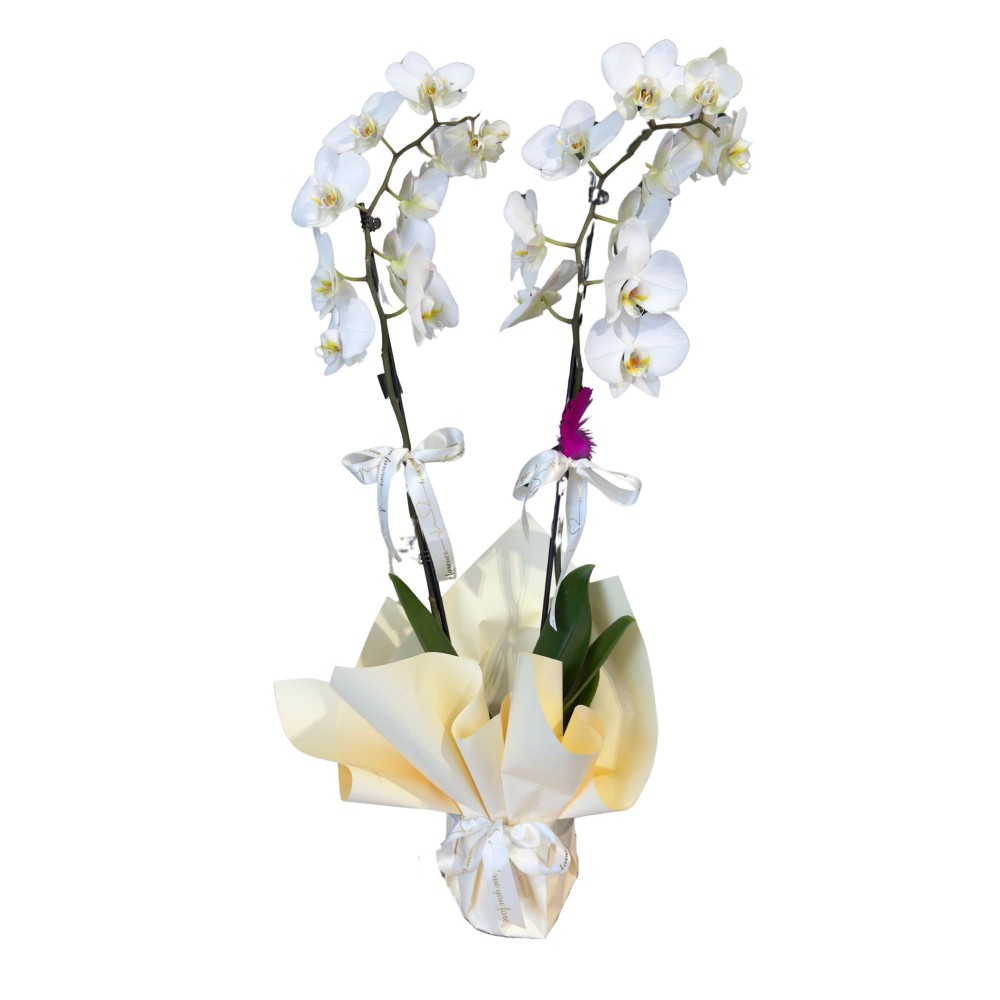 Çift Dal Beyaz Orkide